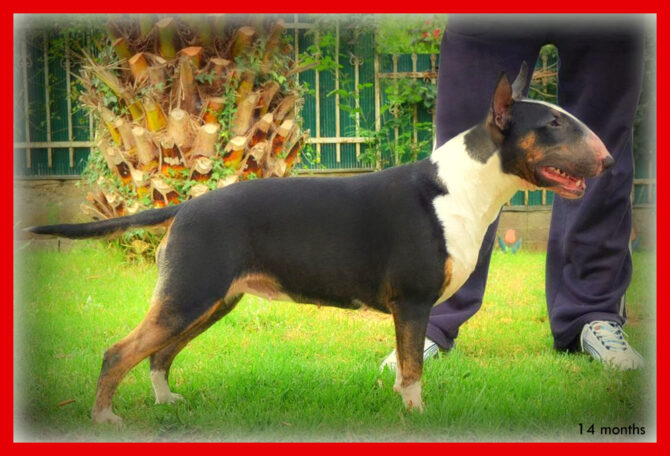 Jch GR, IMMOR­TAL SPIR­ITS AMA­ZON QUEEN «MATRIX»