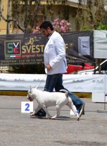 Φωτογραφίες Εκθέσεων μορφολογίας – Φοίβος (5)