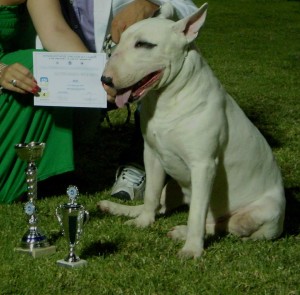 Φωτογραφίες Εκθέσεων μορφολογίας – Φοίβος (14)