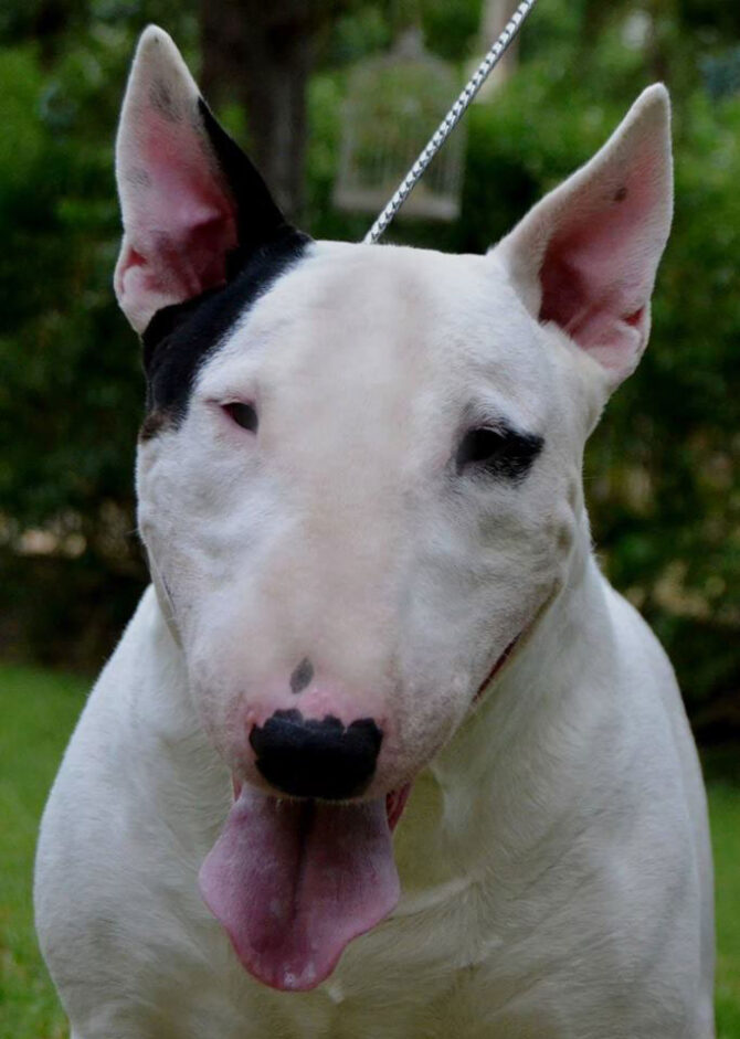 Bull terrier