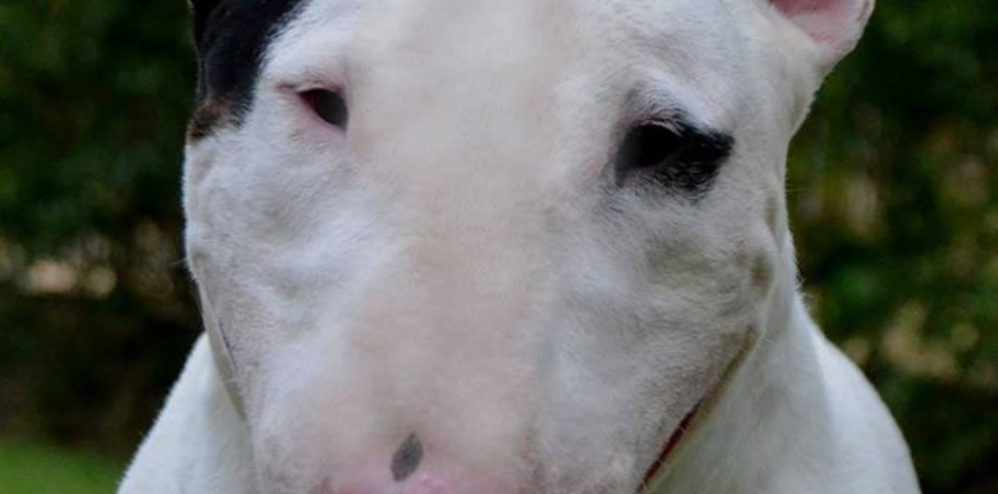 Bull terrier