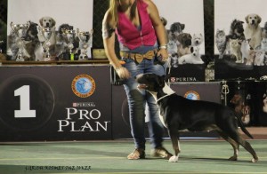 Φωτογραφίες Εκθέσεων μορφολογίας – LAVA (14)