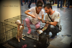 Buddy - Double as puppies