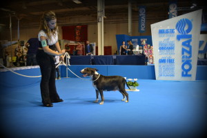 Φωτογραφίες Εκθέσεων μορφολογίας – LAVA (15)