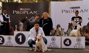 Φωτογραφίες Εκθέσεων μορφολογίας – Φοίβος (1)