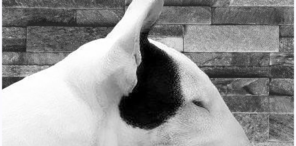 GR. CH., GRAND CH​.GR. MED. WIN­NER ’12 BENI