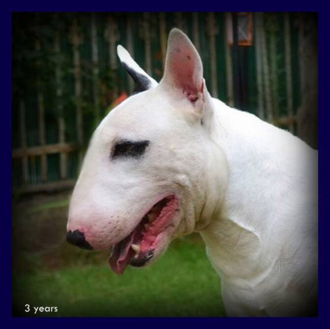 GR. CH., GRAND CH​.GR. MED. WIN­NER ’12 BENI