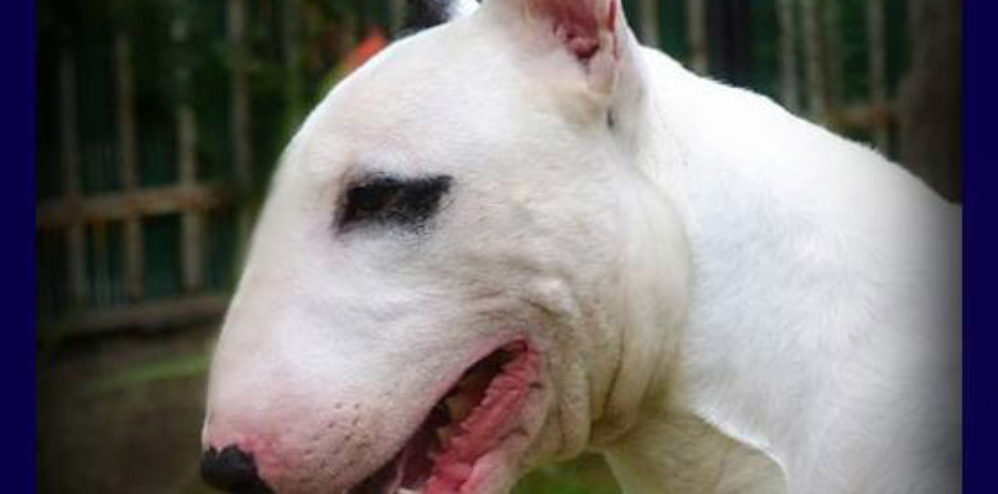 GR. CH., GRAND CH​.GR., MED. WIN­NER ’12 BENI