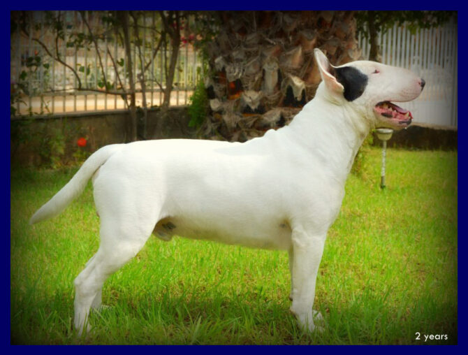 GR. CH., GRAND CH​.GR. MED. WIN­NER ’12 BENI