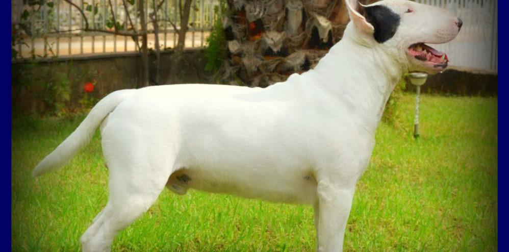 GR. CH., GRAND CH​.GR., MED. WIN­NER ’12 BENI