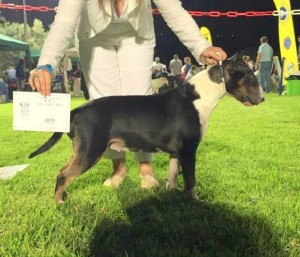 Φωτογραφίες Εκθέσεων μορφολογίας – MATRIX (7)