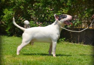 General information about bull terrier